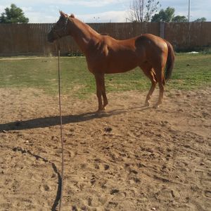 Meet your Posher, Benny